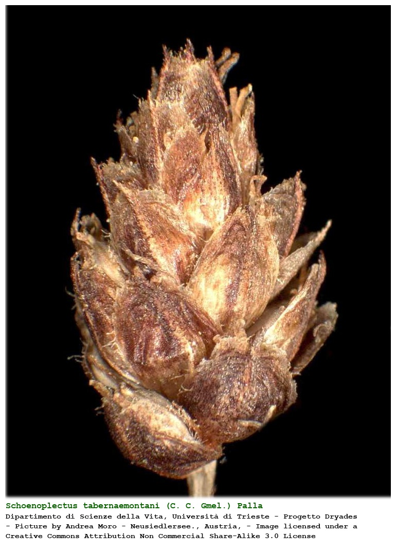 Schoenoplectus tabernaemontani (C. C. Gmel.) Palla